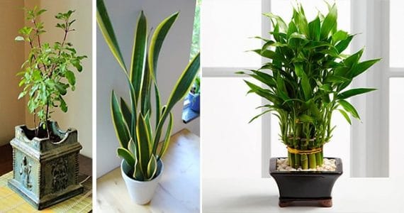 7 Plants For Positive Energy Three Bedroom Apartments For Rent